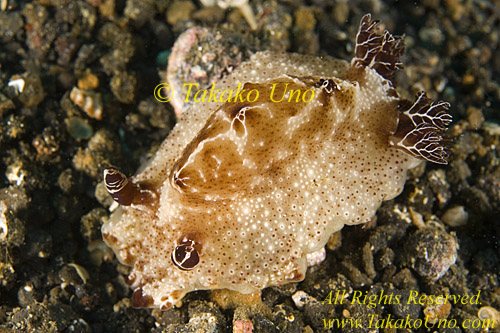 Nudibranch 22tc 0114 copy