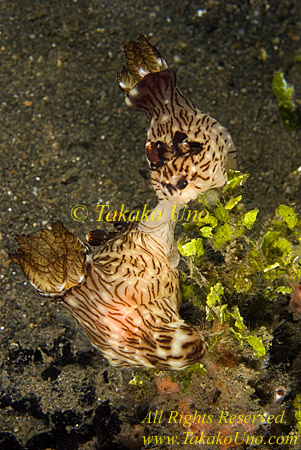 Nudibranch 07t Kentodoris mating