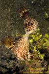 Nudibranch 07t Kentodoris mating