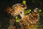 Nudibranch 09t Kentodoris mating