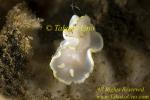 Nudibranch 11tc 017 Glossodoris pallida