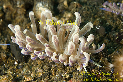 Nudibranch 18tc Phyllodesmium