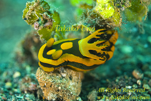 Nudibranch 25t Tamja 0153 copy