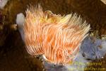 Feather Duster Worm 02tc 0 copy