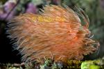 Feather Duster Worm 04tc 0 copy