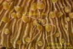 Starfish 01t Brittle on Mushroom Coral