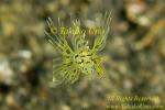 Scorpion Fish 19tc Lionfish, spot-fin baby