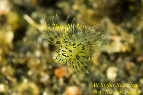 Scorpion Fish 17tc Lionfish, spot-fin baby