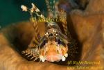 Scorpion Fish 07t Lionfish zebra