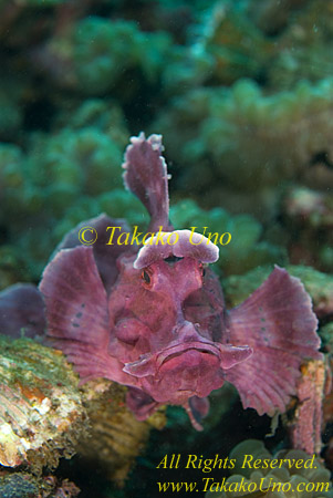 Scorpion Fish 31t Rhinopias frondosa