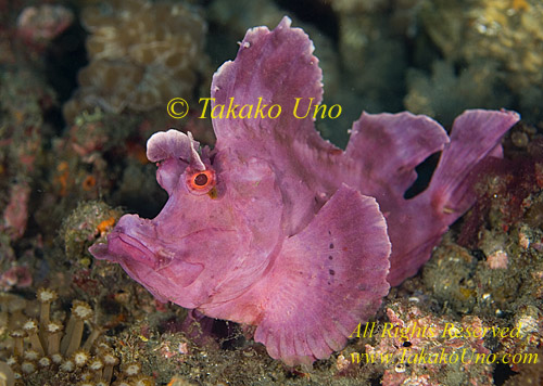 Scorpion Fish 35tc Rhinopias frondosa