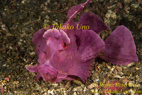 Rhinopias Fish