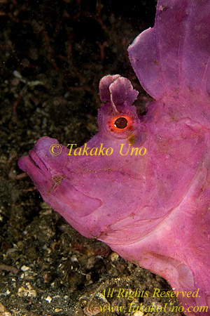 Scorpion Fish 05tc Rhinopias frondosa