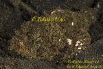 Scorpion Fish 37t False Stone