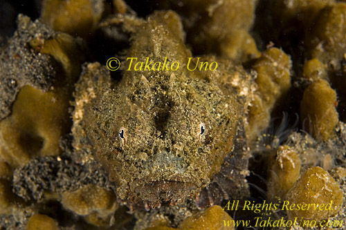 Scorpion Fish 38tc False Stone