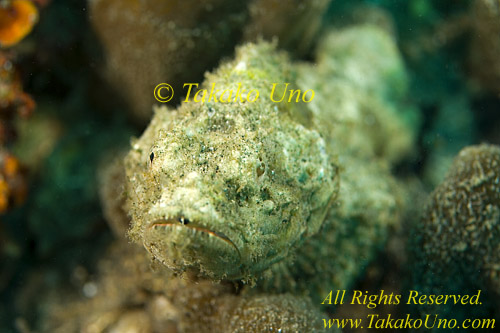 Scorpion Fish 15tc Flasher copy