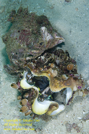 Conch 01t eating Giant Clam