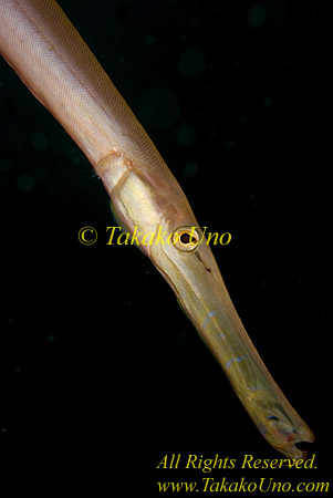 Trumpet Fish 02t 0143