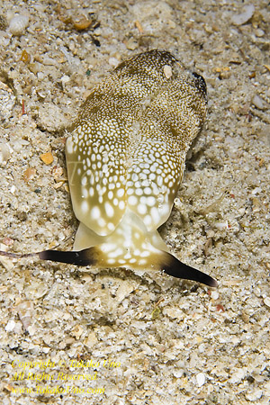 Nudi 12tc Plakobranchus ocellatus 1086