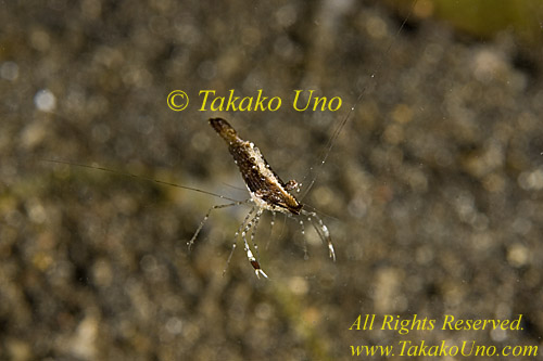 Shrimp 06tc 0133 copy