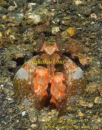 Shrimp 34tc Mantis with Commensal Shrimps around