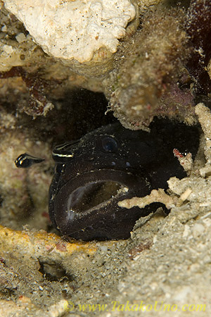 Convict Blenny(fish) 03tc Mama(Papa?) & babies.  Adult is RARE to find. Pholidichthys leucotaenia（成魚が顔を覗かせた場面に初めて出くわしました！）