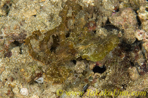 Octopus 03tc Rare 0133
Super camouflage!
