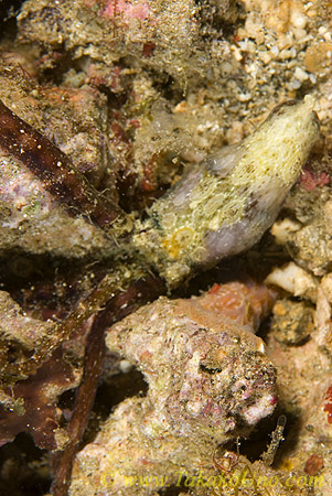Octopus 01t Rare 0130 of
Super camouflage!