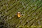 Anemone Fish 04tc Western juv Amphiprion ocellaris 
