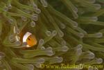 Anemone Fish 05tc Western Amphiprion ocellaris