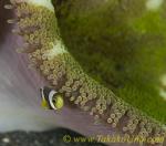 Anemone Fish 14tc juvenile Amphiprion clarkii