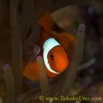 Anemone Fish 02tc Spine-cheek Premnas epigramma