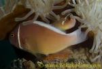 Anemone Fish 01t Pink, laying eggs, female, egg tube showing （産卵中！卵管が見えますね）