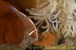 Anemone Fish 12tc Pink male tending eggs 0167 aeration & cleaning