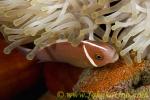 Anemone Fish 12tc Pink male & eggs, male biting anemone tentacle