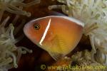 Anemone Fish 03tc Pink, laying eggs, egg tube showing, female