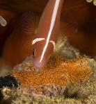 Anemone Fish 11tc Pink 015 male tending eggs, aeration & cleaning