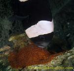 Anemone Fish 13tc Skunk female tending eggs, aeration & cleaning