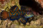 Mandarin Fish 02tc female Synchiropus splendidus