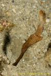 Ghost Pipefish 01tc Robust Solenostomus cyanopterus