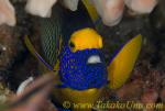 Angel Fish 06t Blue-face Pomacanthus xanthometopon