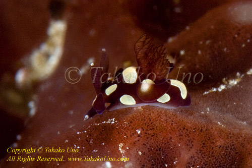 Nudi 03tc Uno's Trapania (named by Mr. Neville Coleman), my 4th NEW Nudibranch species found!