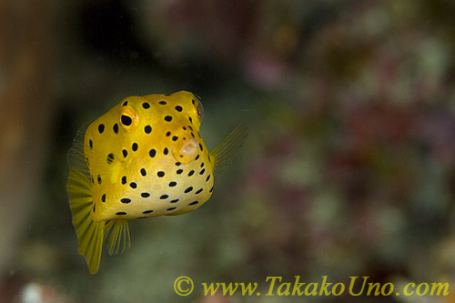 Box Fish 02tc Black Spotted