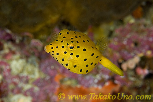 Box Fish 01tc Black Spotted