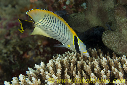 Butterfly Fish 06t 0040 Chaetodon trifascialis