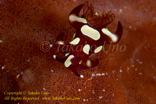 Nudi 01tc Uno's Trapania (named by Mr. Neville Coleman), my 4th NEW Nudibranch species found!
