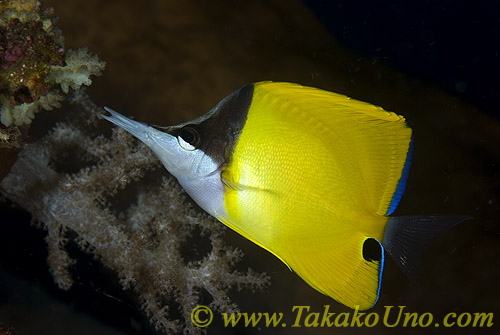 Butterfly Fish 02t Longnose Forcipiger flavissimus 
