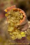 Wentle Trap Snail eggs 01t