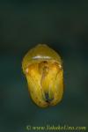 Cuttlefish 15tc 0140