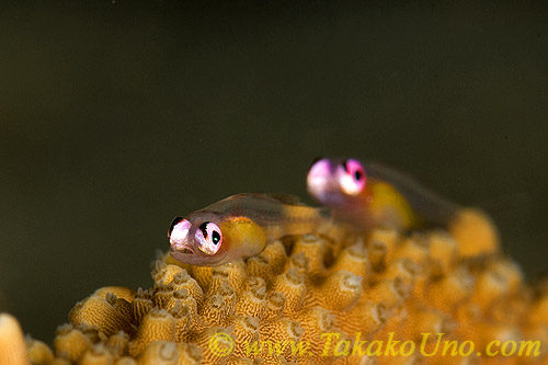 Goby 07tc Pink Eyed 0143